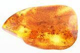 Fossil Dark-Winged Fungus Gnat Swarm (Sciaridae) In Amber #307412-1